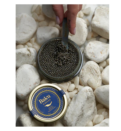 Baku Osetra Acipenser Gueldenstaedtii Caviar